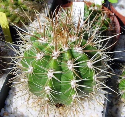 coleocephaloc_ereus_goebelianus